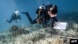 FILE - This underwater photo taken June 14, 2024 shows Black Turtle Dive conservation teacher Sandra Rubio (R) and her student Nannalin "Fleur" Pornprasertsom (L) surveying bleached corals around Koh Tao island in the southern Thai province of Surat Thani. 