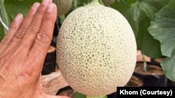 ໝາກແຕງຄັນຕາລູບ ທີ່ໃກ້ຈະຮອດມື້ເກັບກ່ຽວແລ້ວ.