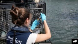 Aurelie Lemaire, a microbiology research intern, uses a reagent to test the Seine river water quality, Aug. 4, 2023 in Paris.