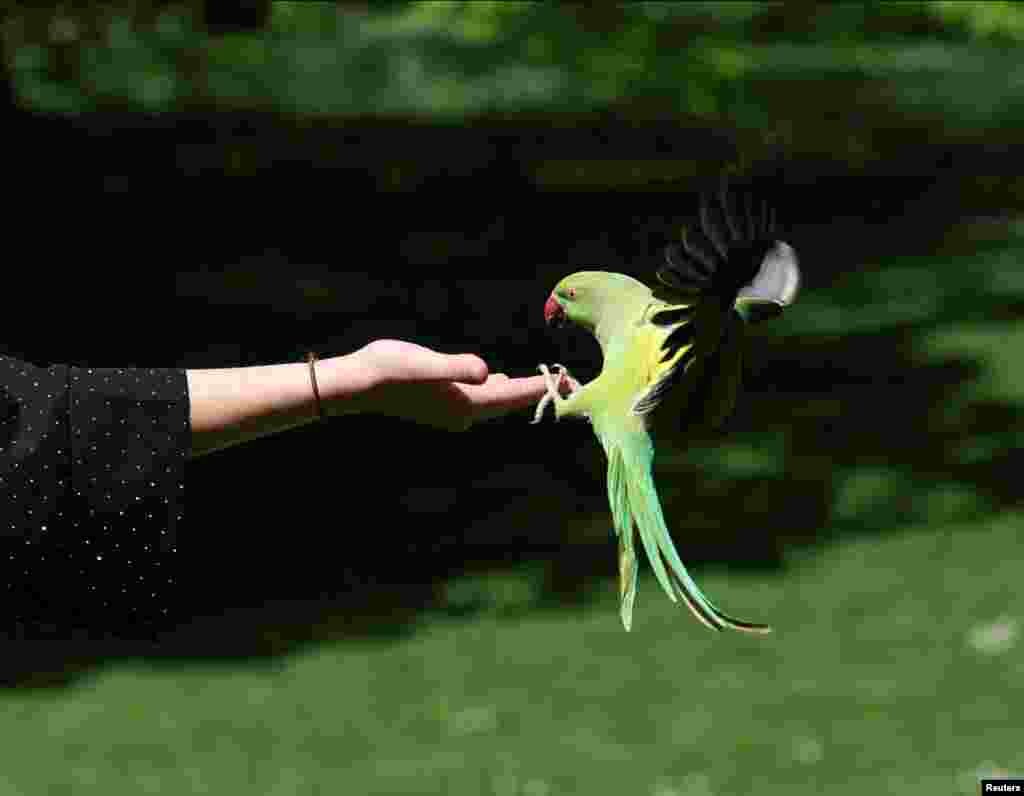 Seorang turis Perancis mengulurkan tangannya untuk melihat parkit berleher cincin di St James&#39;s Park di London.