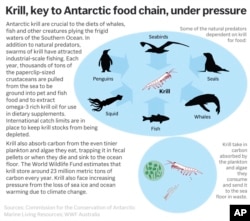Krill, a dietary staple for other sea creatures, birds and mammals in the Antarctic, face pressures from commercial fishing as well as climate change. (AP Graphic)