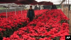 Producer Rosalva Cuaxospa walks amid her potted poinsettias in a greenhouse in the San Luis Tlaxialtemalco district of Mexico City, Dec. 14, 2023.