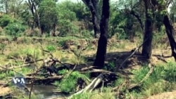 Hidhattoonni WBO  Benishaangul Gumuz Magaalaa Soogee Keessatti Halellaa Raaw’ataniin Namoonni Du’uu fi Madaa’uun Himame