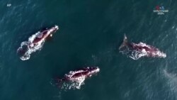 Գիտնականները բացահայտել են կետերի` ջրի տակ երգելու գաղտնիքը