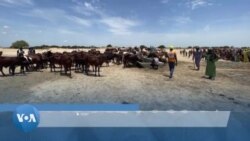 Des initiatives pour améliorer les relations entre éleveurs et pêcheurs au Cameroun