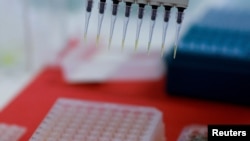 FILE - An employee dilutes poultry serum samples for ELISA test for the detection of antibodies to the avian influenza virus at the Reference Laboratory of the World Organization for Animal Health in Campinas, Brazil April 25, 2023. 