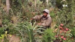 رونق بازار گل‌ در ولایت بلخ