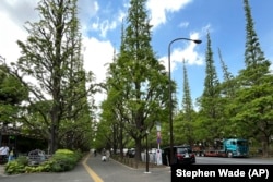 Ginkgo trees are seen at an area known as Jingu Gaien Friday, May 12, 2023, in Tokyo. (AP Photo/Stephen Wade)