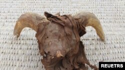 یک کله قوچ مومیایی‌شده در معبد رامسس دوم که از سوی تیم تحقیقاتی انستیتوی مطالعه جهان باستان دانشگاه نیویورک کشف شد