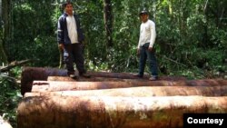 The Amazon, which encompasses the Amazon River basin and an extensive tropical rainforest, the largest in the world, is famous for its unparalleled biodiversity and numerous yet undescribed species. (Courtesy Iván Brehaut)