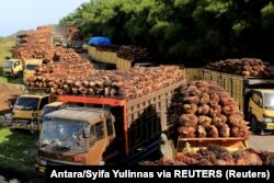 Truk pengangkut tandan buah segar sawit antre bongkar muat di sebuah pabrik di Aceh Barat, 17 Mei 2022. (Foto: Antara/Syifa Yulinnas via REUTERS)