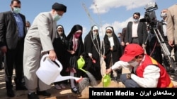 رئیسی یک اصله نهال کاشت