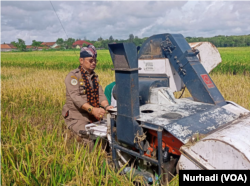 Menteri Pertanian Syahrul Yasin Limpo mengikuti panen raya di Yogyakarta, Selasa (14/2) dan menjamin stok beras nasional aman. (Foto : VOA/Nurhadi)