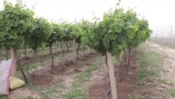 په کندهار کې په نوې بڼه د انګورو باغونه دود شوي