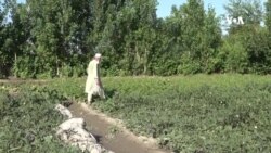 لویه ستونزه د اصلاح شویو تخمونو او د سبزیو لپاره د مارکیټ نه شتون دی – د کونړ کروندګر
