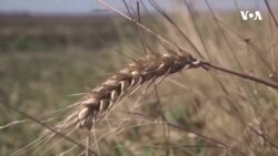 Rusiya Qara dəniz taxıl sazişindən niyə çıxdı?