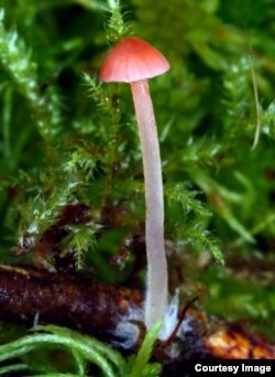 Gljive (Izvor: MYCOBH)