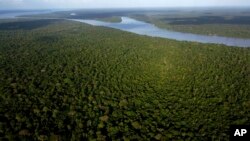 FILE - View of the forest in Combu Island on the banks of the Guama River, near the city of Belem, Para state, Brazil, Aug. 6, 2023. (AP Photo/Eraldo Peres, File)