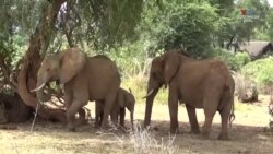 Փղերը միմյանց անուններով են կանչում․ հետազոտության արդյունքներ