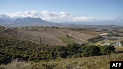 Les prévisions climatiques qui annoncent jusqu'à trois degrés de plus d'ici la fin du siècle, voire bien plus tôt, forcent déjà les agriculteurs à s'adapter.