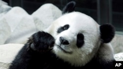 FILE - Lin Hui, Panda betina pinjaman 10 tahun dari China, terlihat sedang makan bambu di Kebun Binatang Chiang Mai, provinsi Chiang Mai, Thailand utara, 23 September 2005. (AP/Apicart Weerawong, File)