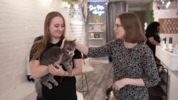 Ամերիկացի կամավորի նպատակը ռմբակոծությունների ներքո հայտնված Ուկրաինայի քաղաքներում ընտանի կենդանիներ փրկելն է