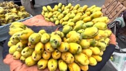 اس بار آم کی کوالٹی پہلے جیسی کیوں نہیں؟