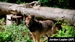 This undated photo provided by Timothy Mousseau in Feb. 2023 shows a dog in the Chernobyl area of Ukraine. 
