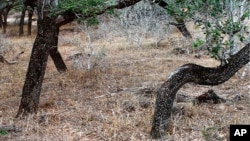 FILE — A March 2, 2021, photo released by the Brooks County, Texas, Sheriff's Office shows skeletal remains of migrants who crossed the nearby U.S.-Mexico border. The U.S.-Mexico border is the world's deadliest land migration route, according to the U.N.'s migration agency. 