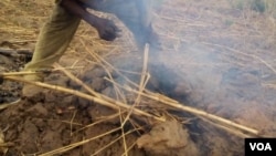 Un champs de production du charbon de bois