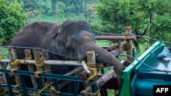 ځايي خلک وايي، ددې فیل وریجې خوښې دي او د وریجو په لټه کې یې د غلو دانو پر دوکانونو باندې بریدونه کول.