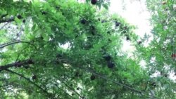 د‌ مارکېټ نشتوالي د تازه میوو سوداګر اندېښمن کړي