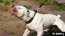 পোষার জন্য ভারতে নিষিদ্ধ পিটবুলের আক্রমণে দিল্লিতে ভয়াবহ জখম শিশু।