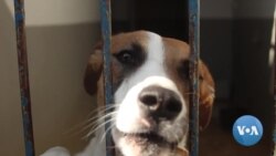 Animal Welfare Group in Namibia Decries Consumption of Dog Meat