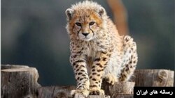 پیروز توله باقی مانده از یوز ایران پس از چند هفته درگیری با بیماری کلیوی تلف شد.