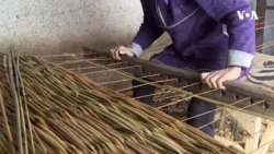 Masallıda həsirçilik: Bu sənətlə oğul evləndirib, qız köçürürük