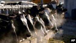 FILE - A line of Holstein dairy cows feed through a fence at a dairy farm outside Jerome, Idaho, March 11, 2009.