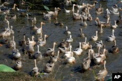 FILE - Bebek berenang di kolam di peternakan desa Snoa di luar Phnom Penh, Kamboja, pada 23 Februari 2023. (AP/Heng Sinith)