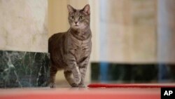 ARHIVA - Vilou, porodična mačka Bajdenovih, šeta po Bijeloj kući, 27. januara 2022. godine.
(Foto: AP/Erin Scott/The White House)