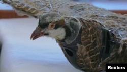 Taxidermy bird drone