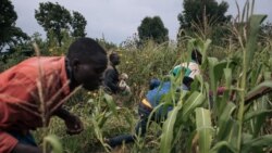 Sango ya Mokili Lelo: Ba Codeco babomi koleka bato 14 kati ya ndako ya Nzambe na Ituri