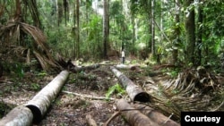 The forests of the Amazon represent two-thirds of all tropical forests on the planet and 56% of the world's rainforests. (Courtesy Iván Brehaut)
