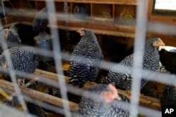 Kandang ayam di Peternakan Wagner Bersejarah di Glenview, Illinois, 10 Januari 2023. (AP/Erin Hooley)