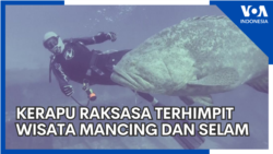 Kerapu Raksasa Terhimpit Wisata Memancing dan Wisata Selam