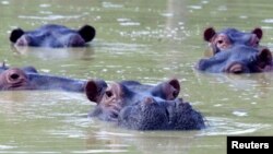 Nilski konji plivaju u blatnjavom jezeru u napuštenoj seoskoj kući bivšeg narko-borca Pabla Escobara u centralnoj Kolumbiji u Puerto Triunfo, 10. decembra 2002. 