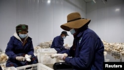 중국 티베트자치구의 한 농장에서 사람들이 일하고 있다. (자료사진)