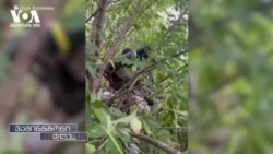 "ჯაველინები" - ამერიკულ სისტემას უკრაინელი ჯარისკაცები წარმატებით იყენებენ