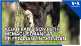 Kelahiran Bison Putih Memacu Semangat Pelestarian Lingkungan