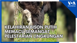 Kelahiran Bison Putih Memacu Semangat Pelestarian Lingkungan