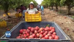 በድንበር መዘጋት የቀን ሠራተኞችን ያጡት እስራኤላውያን ገበሬዎች በጎ ፈቃደኞችን ይሻሉ